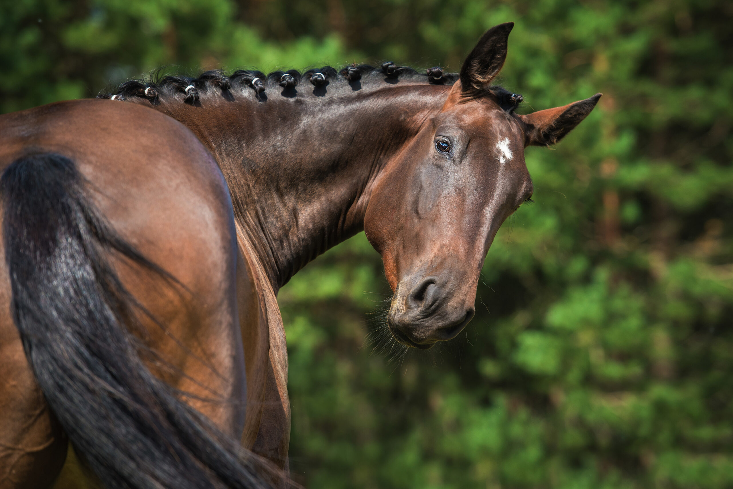 Portrait of funny bay horse looking back