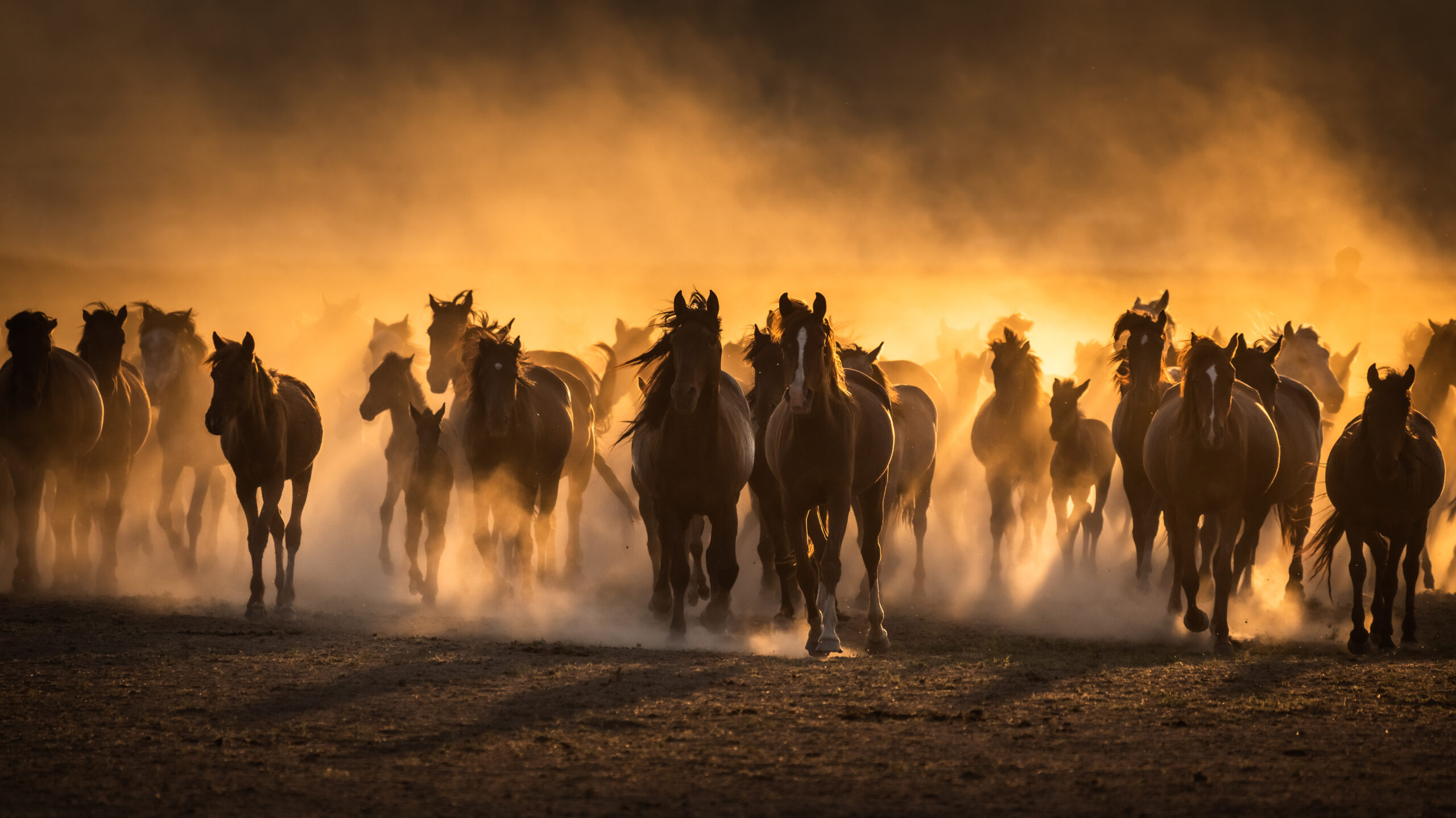 Free horses, left to nature at sunset. Cappadocia, Turkey